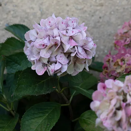 Le Domaine Du Petit Tertre Gasthuis