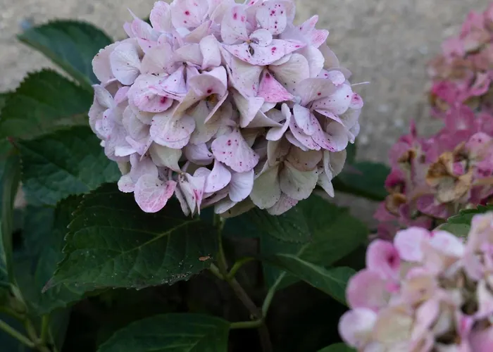 Le Domaine Du Petit Tertre Guest house